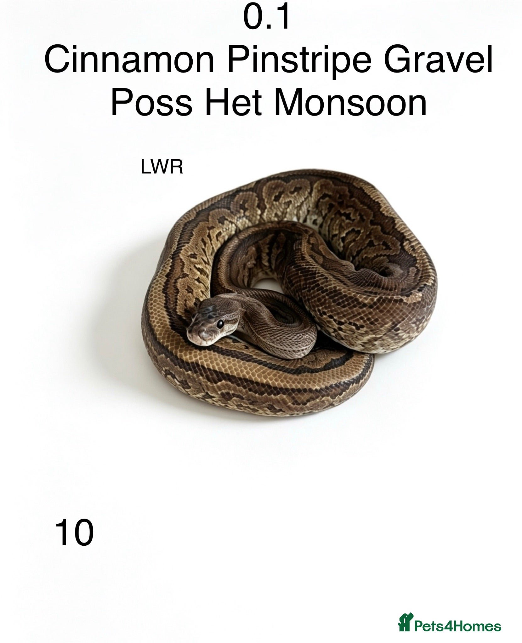 Python Snake reptiles Various royal pythons for sale - Advert 2