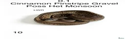 Python Snake reptiles for sale: Various royal pythons for sale - Advert 2