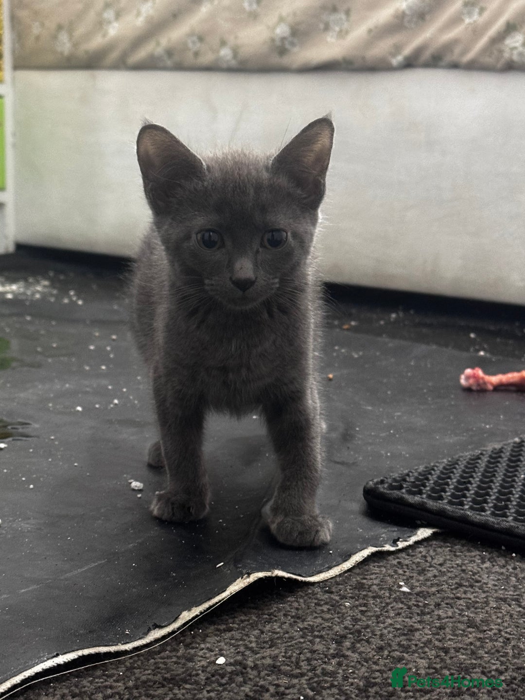 Mixed Breed cats for sale:  4 Kittens British long & short hair mixed breed. - Advert 12