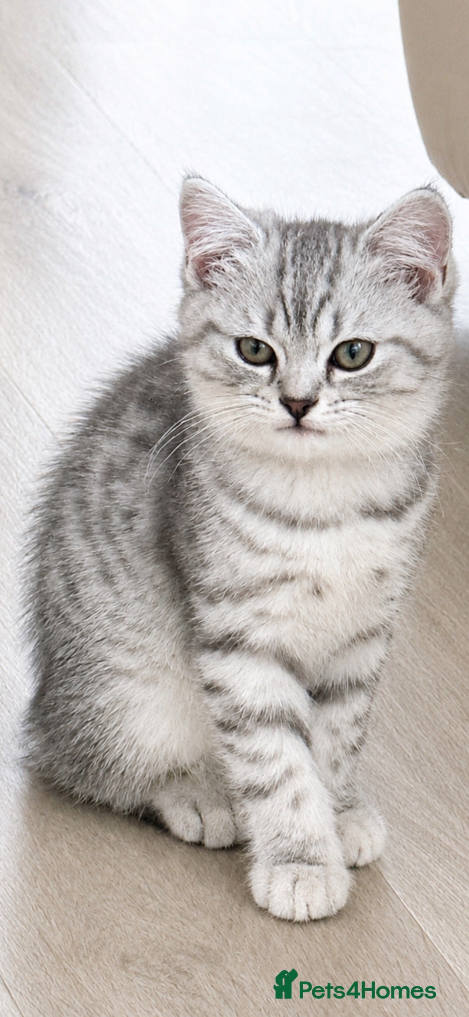 British Shorthair cats Half British shorthair  - Advert 13