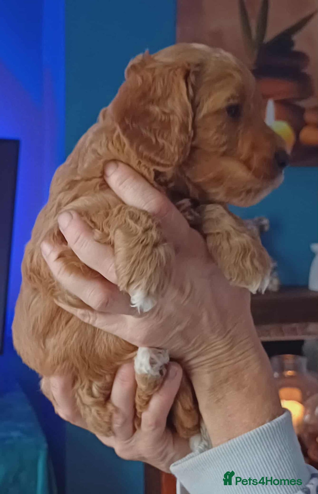 Cockapoo dogs for sale: 🐾Beautiful PRA CLEAR F2 Cockapoo puppies 🐾  - Image 13