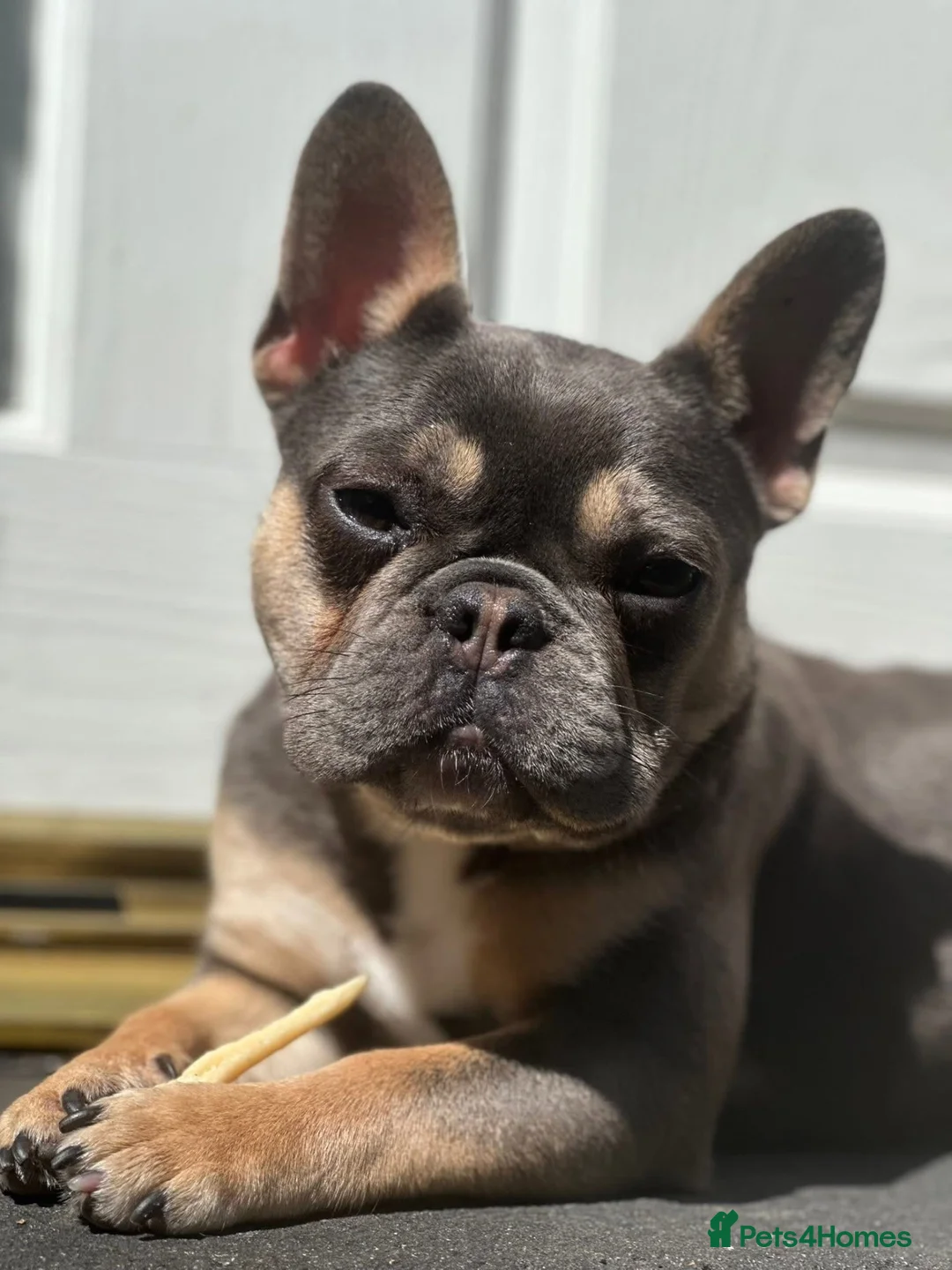French Bulldog dogs for sale: French bulldog (Tiny)  - Advert 2