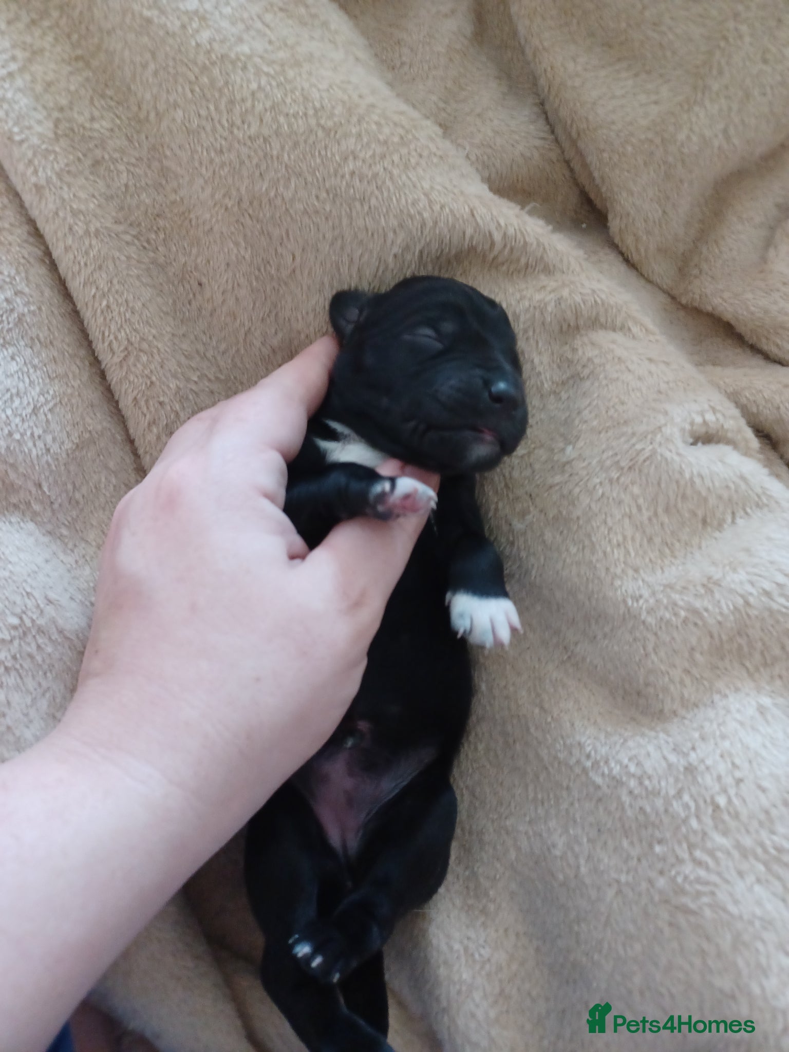 Mixed Breed dogs CANE COLLIE hybrid  - Advert 13