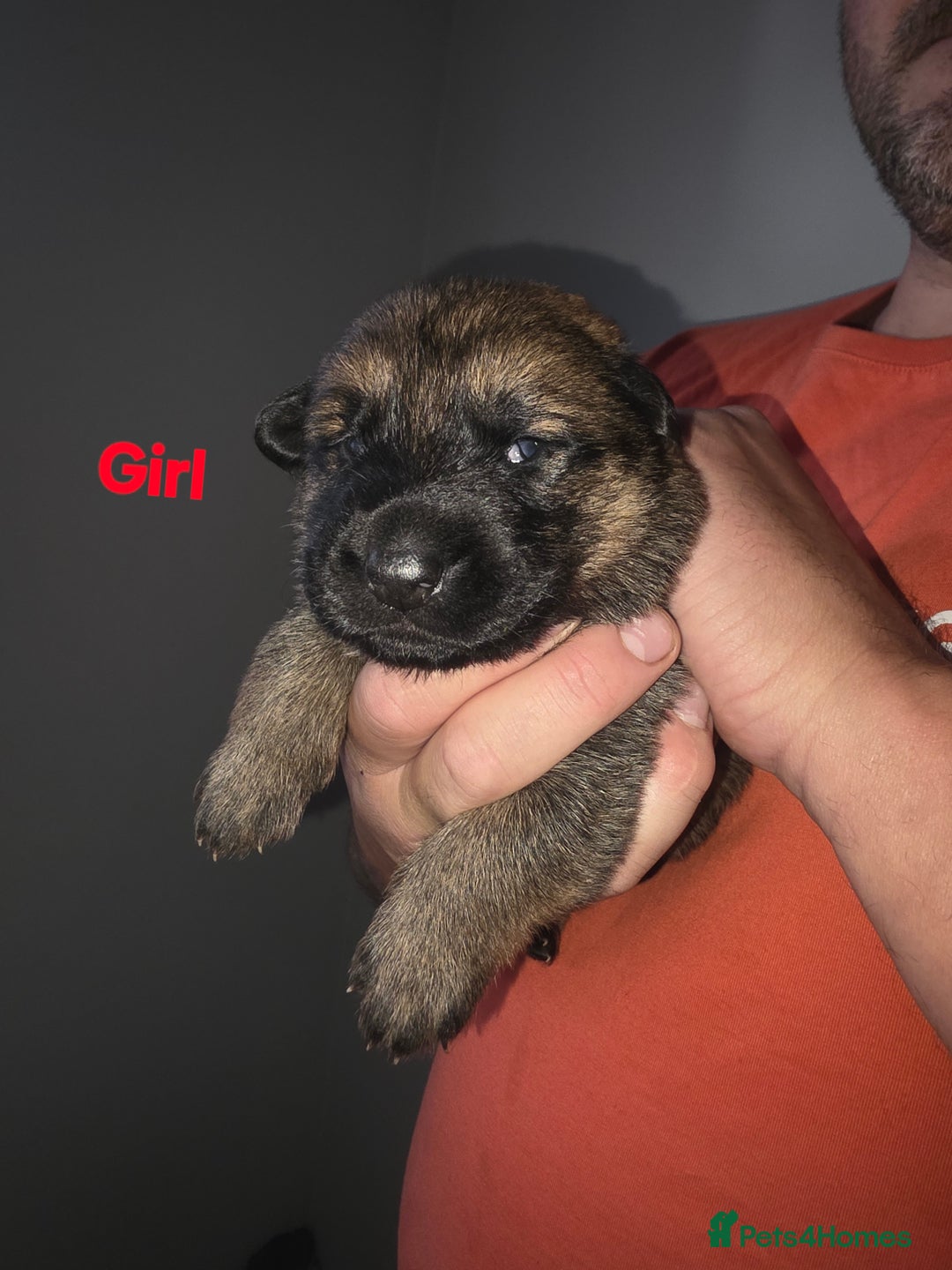 German Shepherd dogs for sale: Puppy German Shepherd  - Advert 10