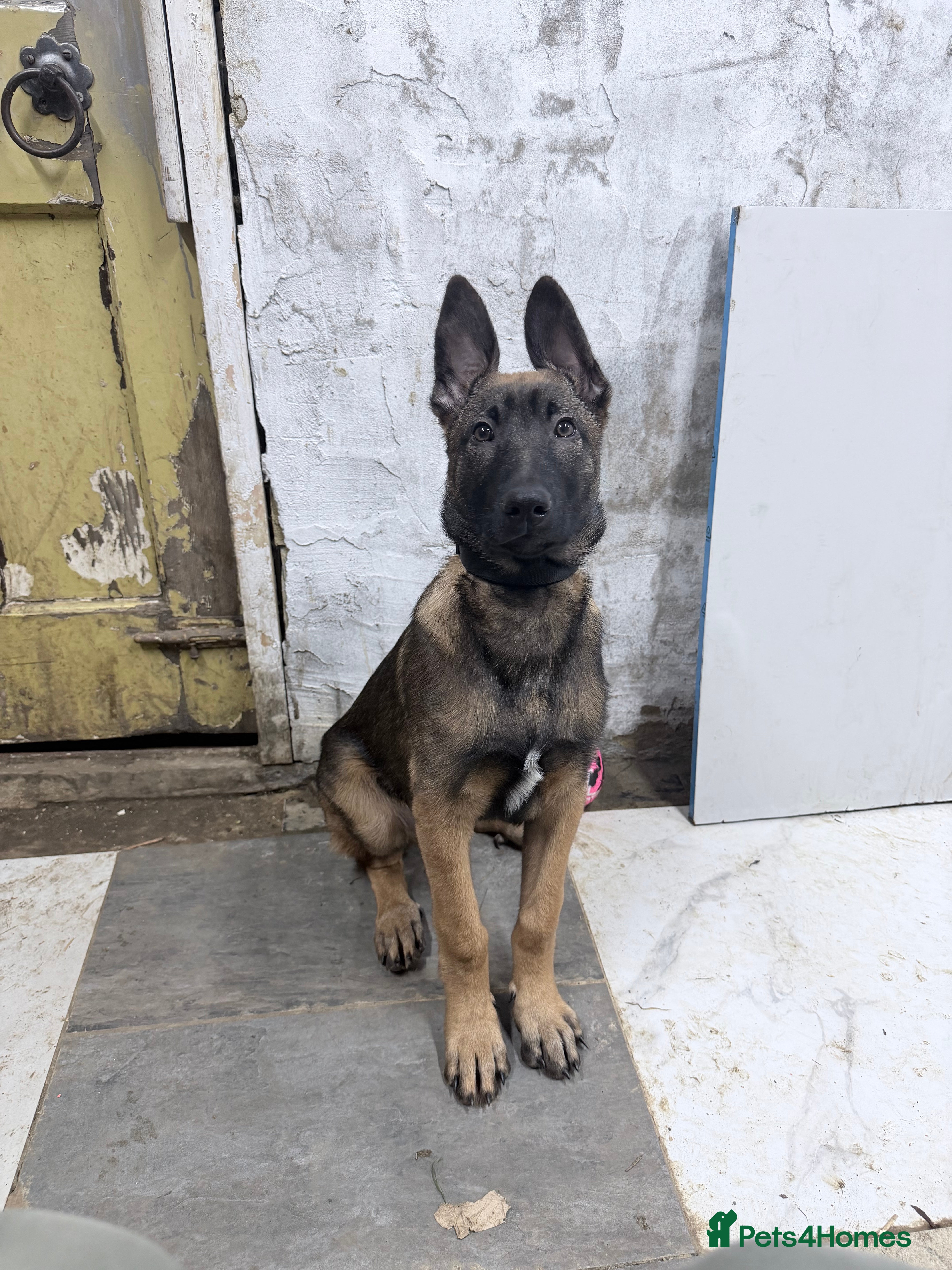 Belgian Shepherd Dog dogs Belgium Malinois puppy - Advert 2