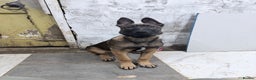 Belgian Shepherd Dog dogs for sale: Belgium Malinois puppy - Advert 1