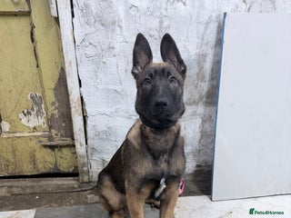 Belgian Shepherd Dog dogs Belgium Malinois puppy - Advert 13