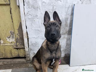 Belgian Shepherd Dog dogs Belgium Malinois puppy - Advert 12