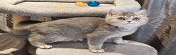 British Shorthair cats for sale: Blue golden female, TICA registered  - Advert 4