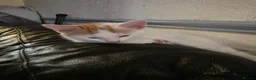Mixed Breed cats for sale: Kittens looking for new home in Leigh - Advert 4