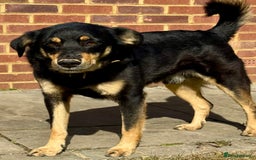 German Shepherd dogs for adoption: Franky: The Dog Who Learned to Trust Again - Image 4