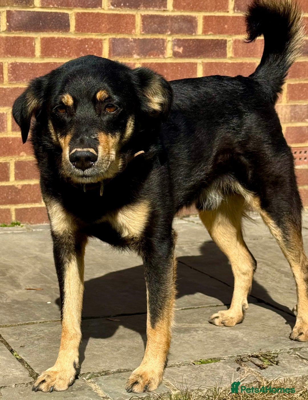 German Shepherd dogs for adoption: Franky: The Dog Who Learned to Trust Again - Image 4
