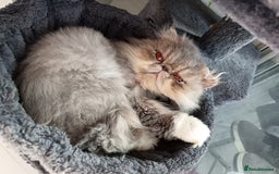 Persian cats for sale: Persian Female - Image 8