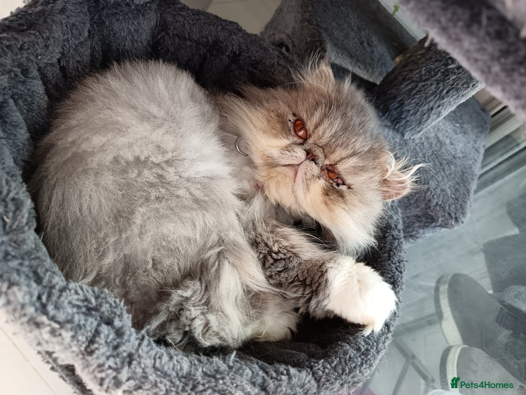 Persian cats for sale: Persian Female - Image 8