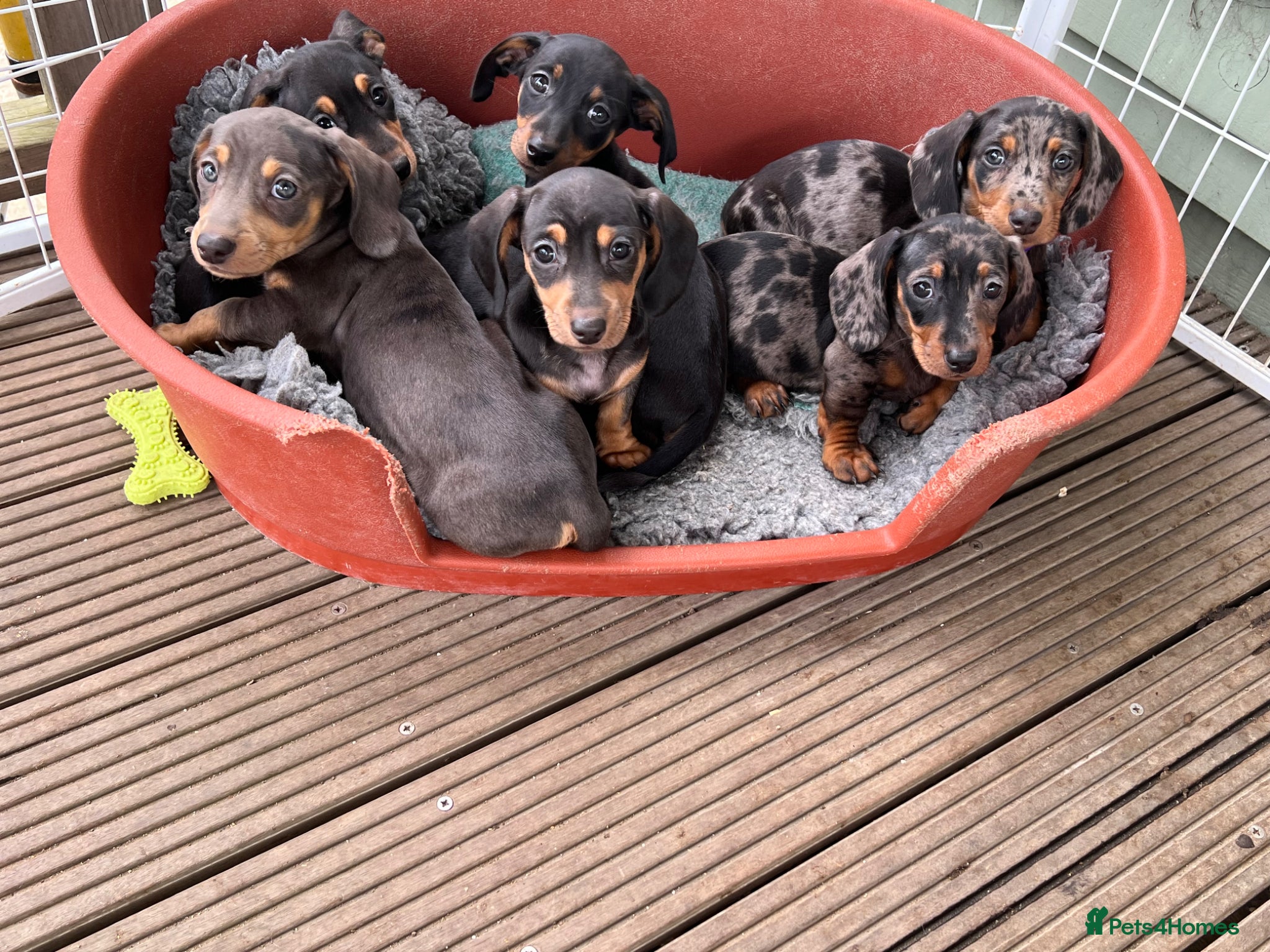 Dachshund dogs Home Reared Miniature Dachsund Puppies - Advert 1