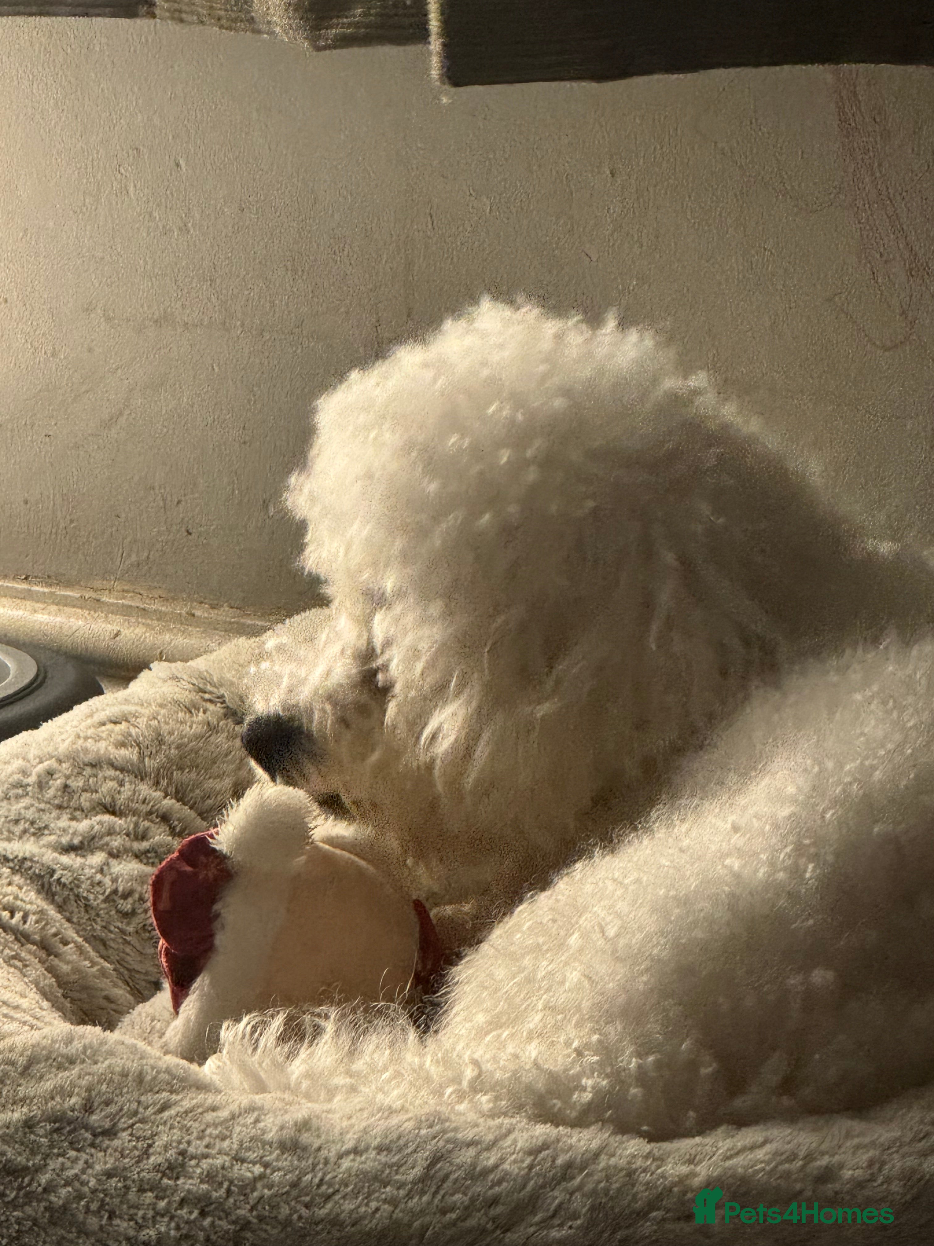 Bichon Frise dogs 3 year old male Bichon Frisé - Advert 2