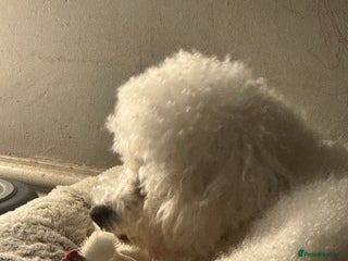 Bichon Frise dogs 3 year old male Bichon Frisé - Advert 1
