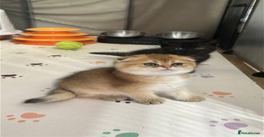 Scottish Fold cats - Advert 2