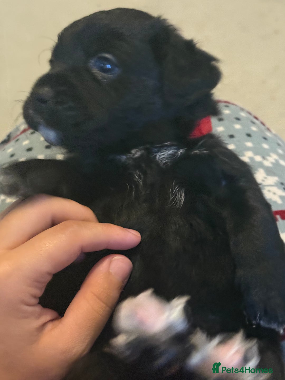 Goldador dogs for sale: Goldador x Labrottie Miniature Puppies for Sale - Advert 5