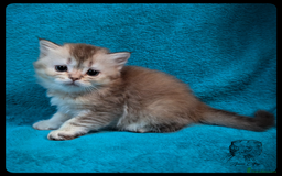 Scottish Fold cats for sale: TICA Registered Scottish kittens - Image 9