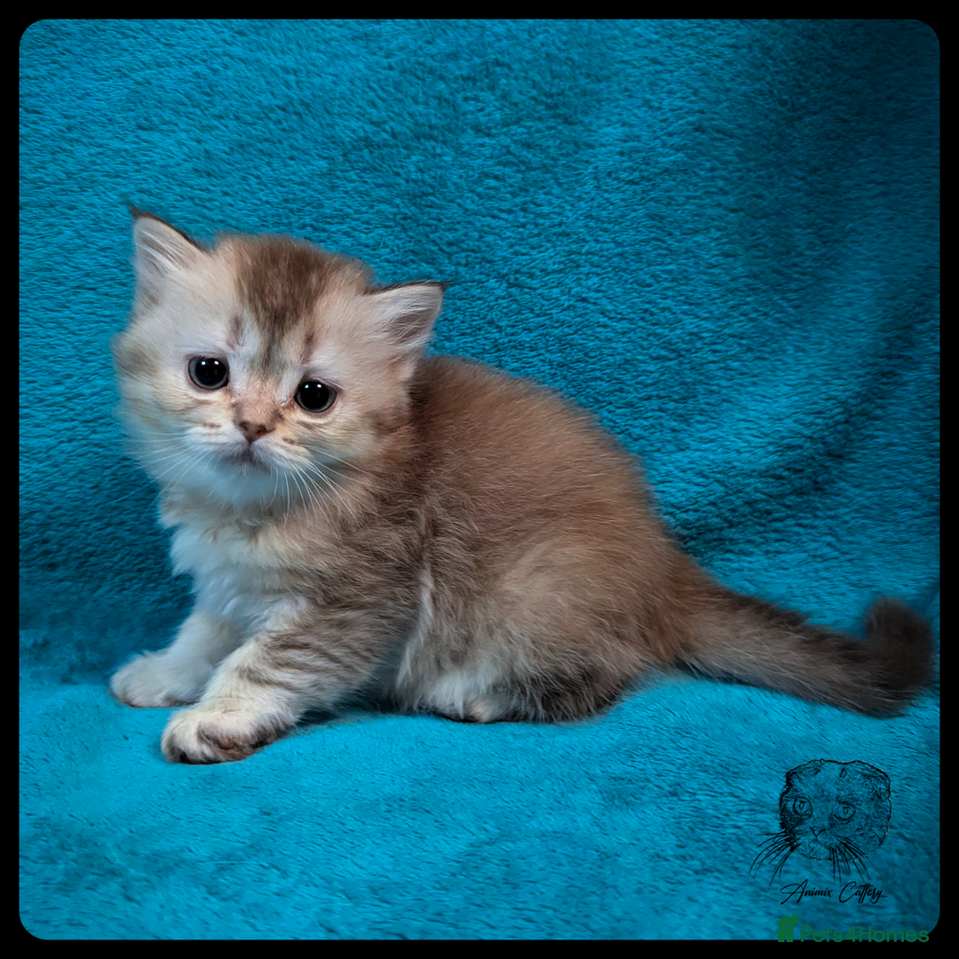 Scottish Fold cats for sale: TICA Registered Scottish kittens - Image 9