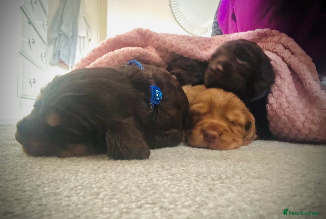 Cocker Spaniel dogs for sale: Cocker Spaniel Puppies- ready 17/12/25 - Advert 8