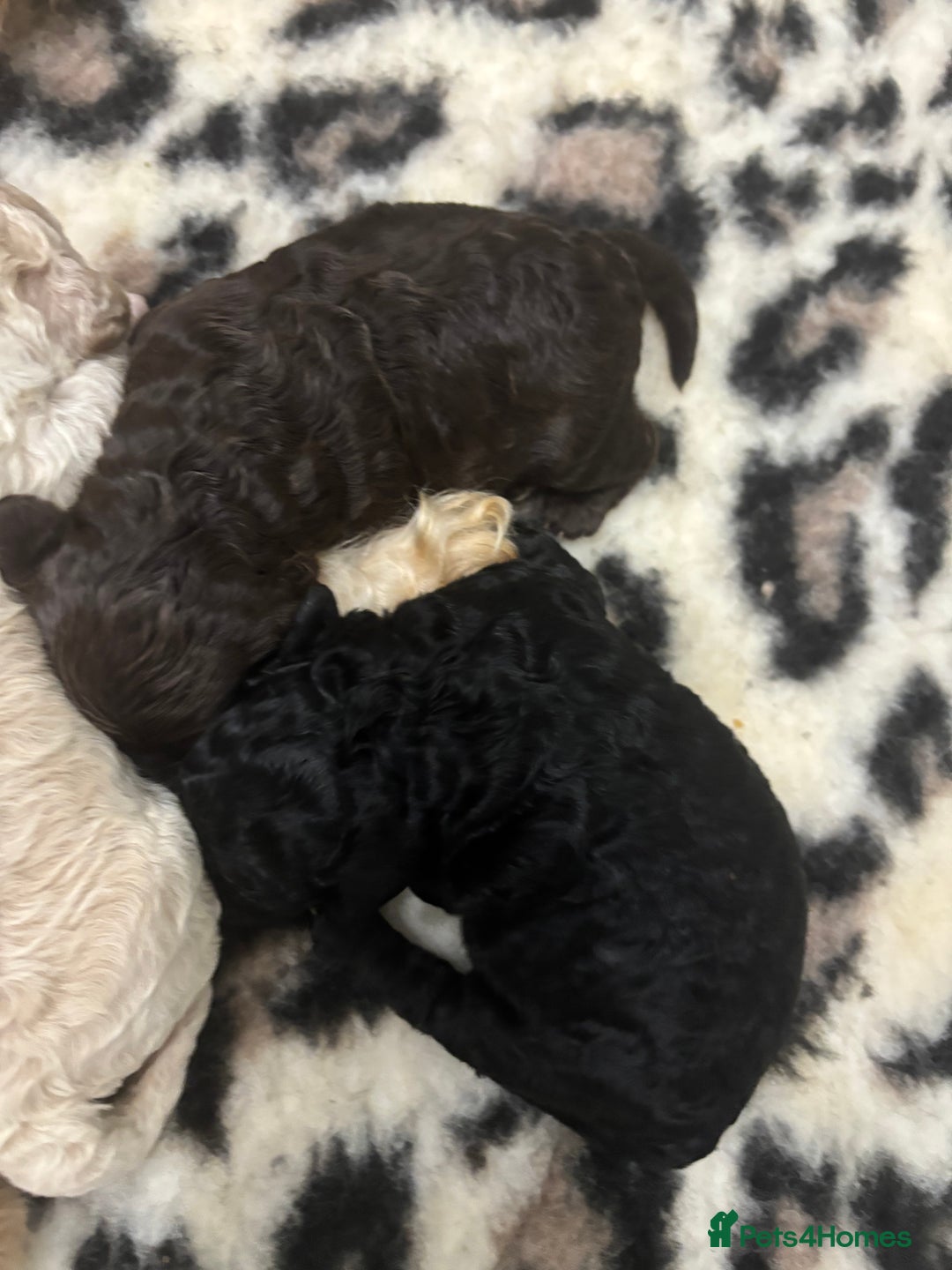 Cavapoo dogs for sale: Beautiful F1bb cavapoo pups - Image 20