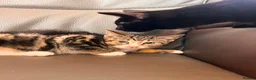 Mixed Breed cats for sale: Lovely kittens for sale - Advert 3
