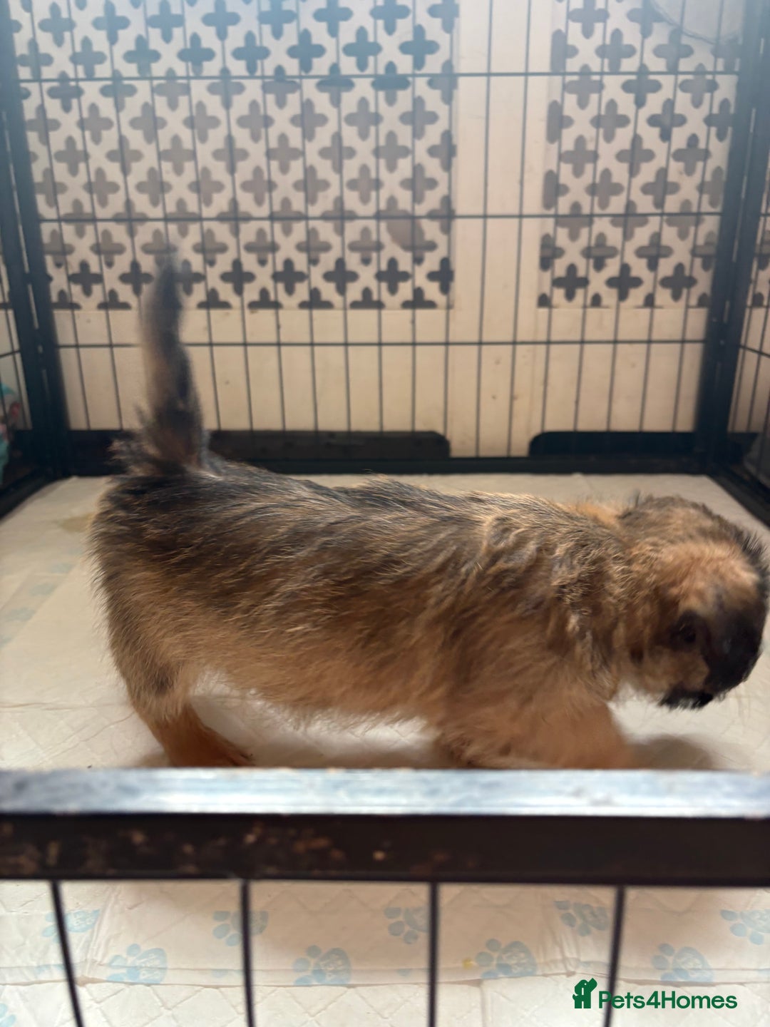 Mixed Breed dogs for sale: Fluffy Frenchie x Jackapoo  - Image 27