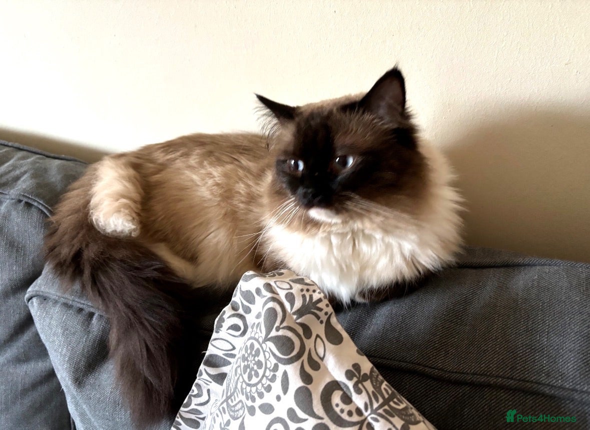 Ragdoll cats Ragdoll male 4.5 years old  - Advert 1
