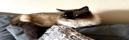 Ragdoll cats for sale: Ragdoll male 4.5 years old  - Advert 1