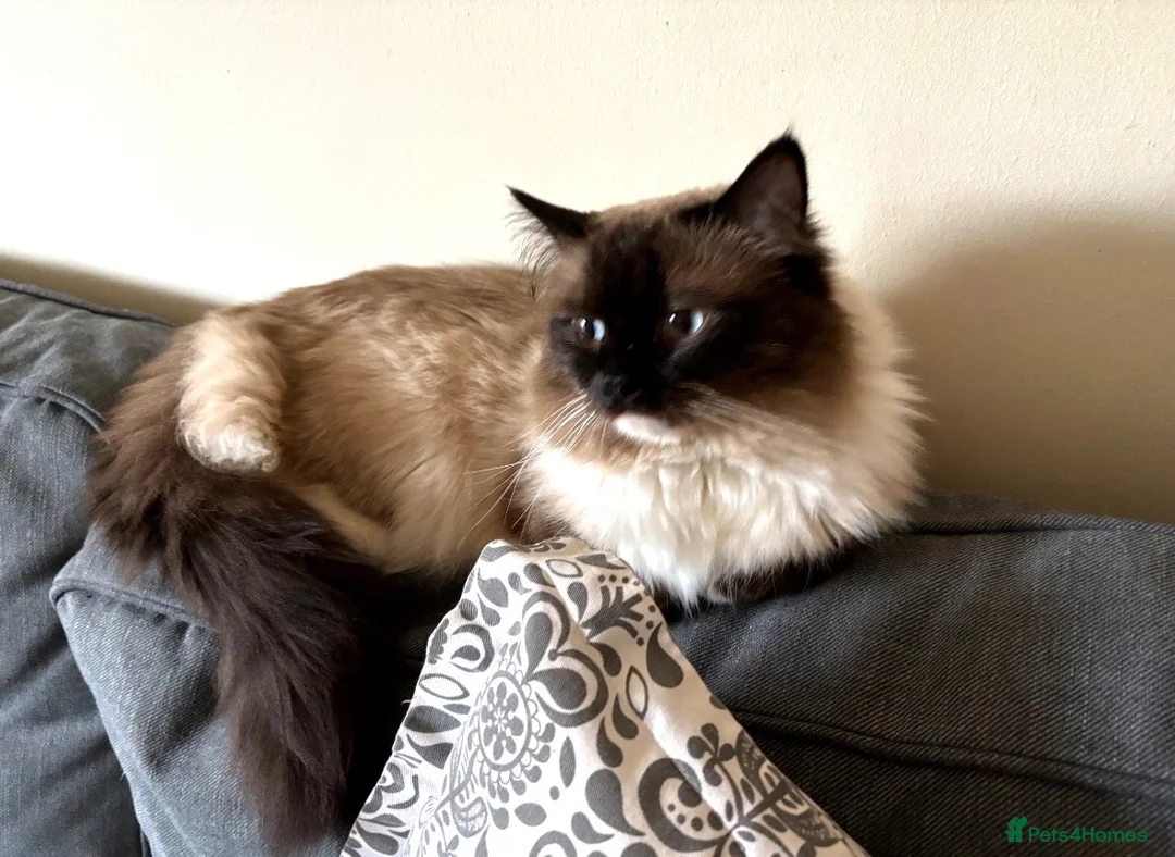 Ragdoll cats for sale: Ragdoll male 4.5 years old  - Advert 1