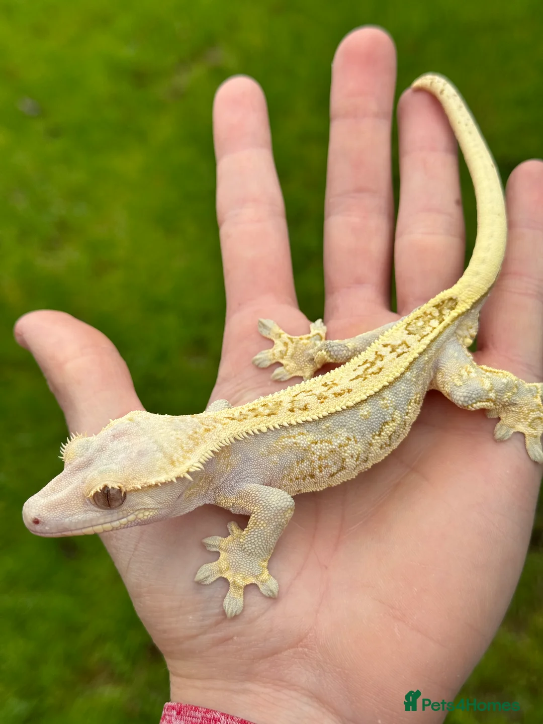 Gecko reptiles for sale: Crested Geckos (can provide full setup) - Advert 9