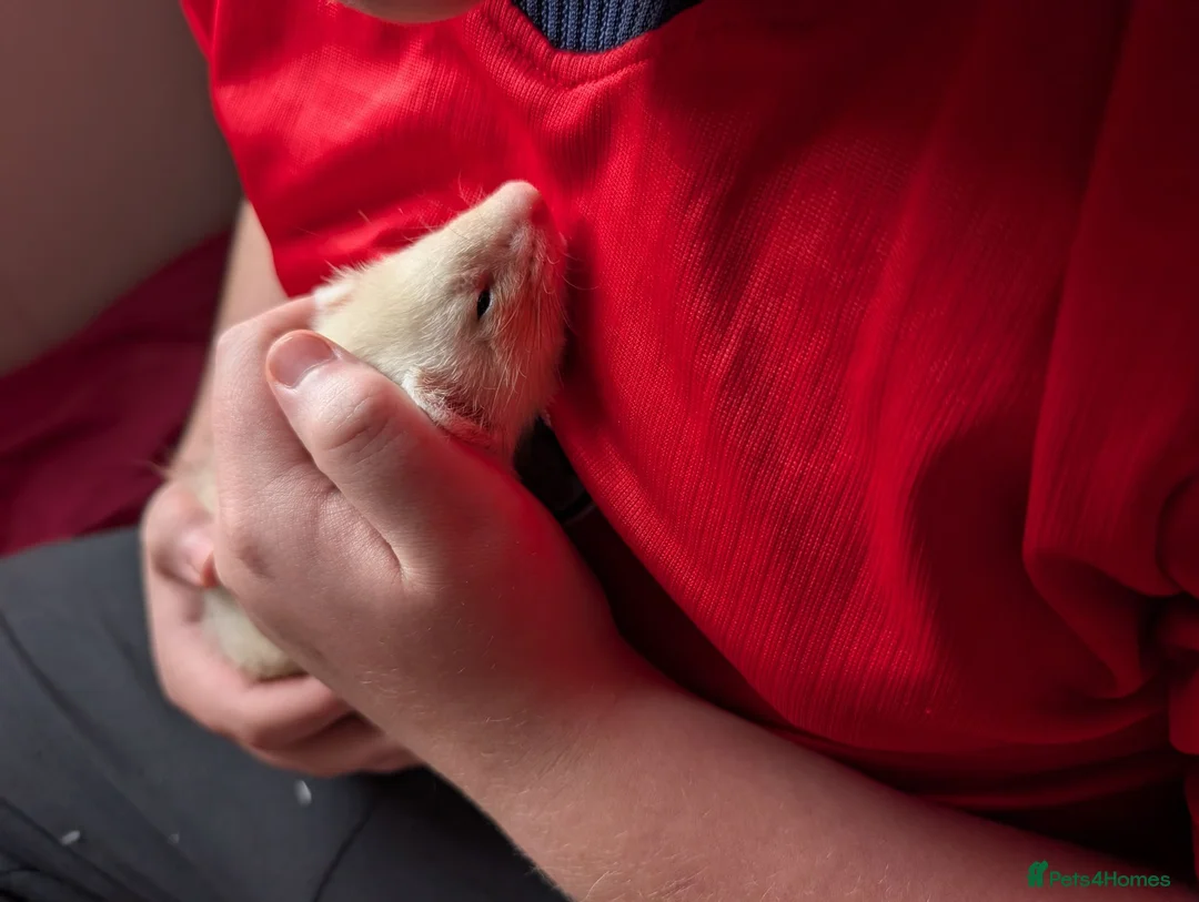 Ferret rodents for sale: 8 week old ferret hob in Stoke-on-Trent - Advert 2