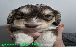 Cockapoo dogs for sale: Stunning f1 cockapoo pups - Advert 13