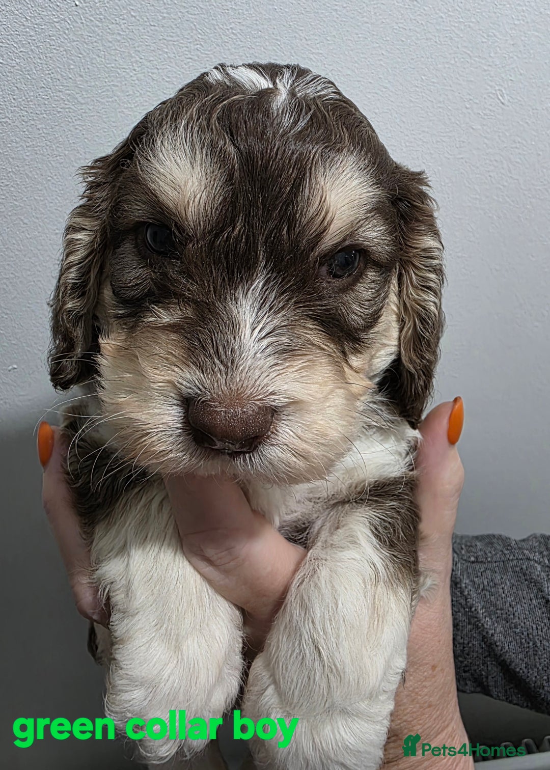 Cockapoo dogs for sale: Stunning f1 cockapoo pups - Advert 13