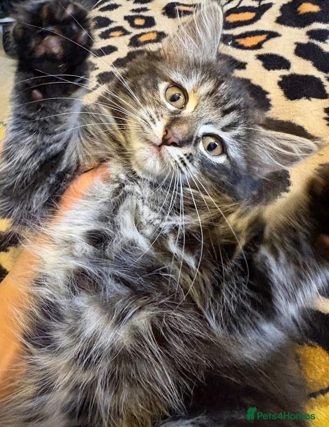 Mixed Breed cats for sale: Beautiful kittens for sale  - Advert 2
