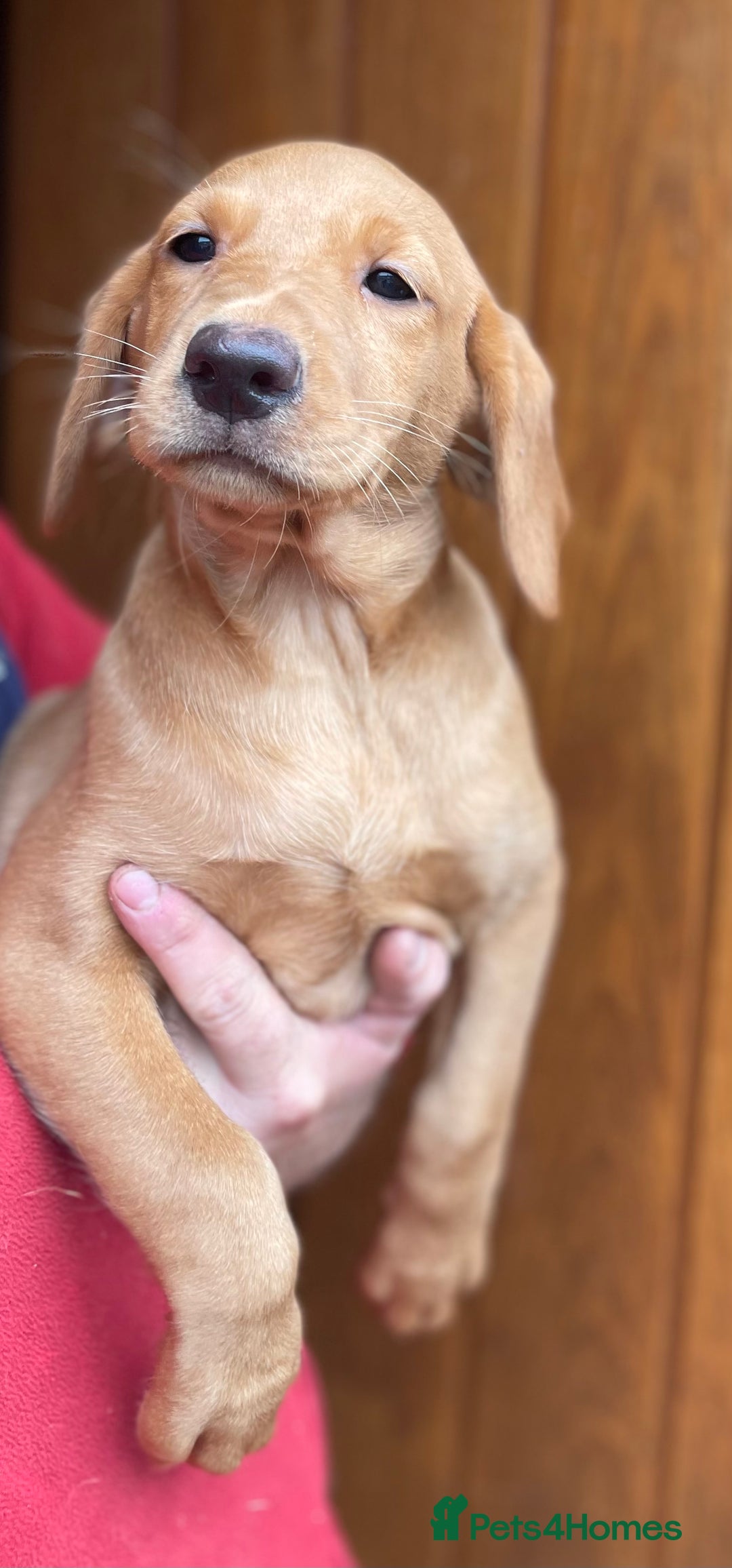 Labrador Retriever dogs for sale: Health Tested Working Labradors  - Image 21