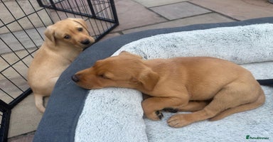 Labrador Retriever dogs in Blackpool - Advert 15