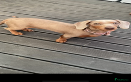 Dachshund dogs for sale: 6 boy dachshund puppies  - Image 1