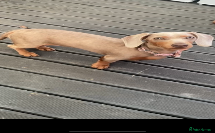 Dachshund dogs - Advert 1