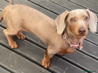 Dachshund dogs - Advert 26