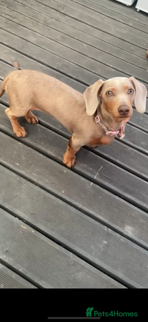 Dachshund dogs - Advert 1