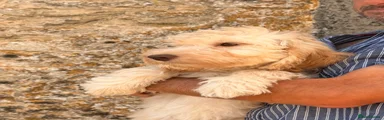 Cockapoo 4
