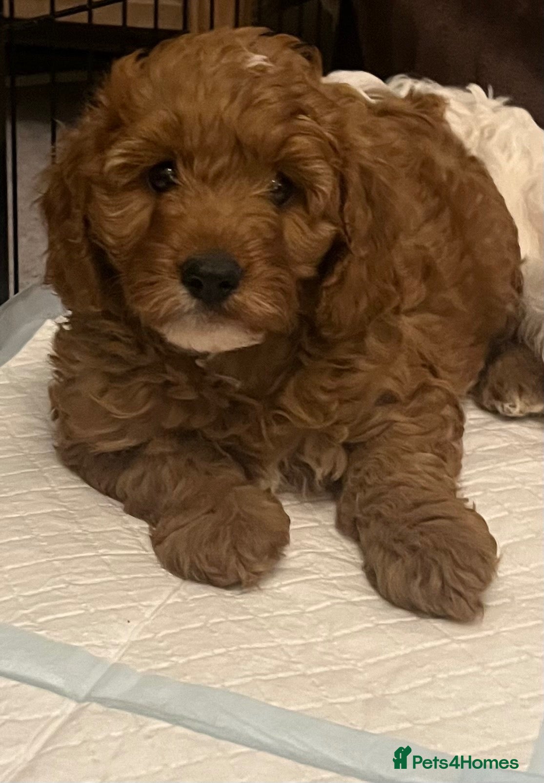 Cavapoo dogs 🐶🐾Stunning health clear cavapoo puppies🐾🐶 - Advert 3