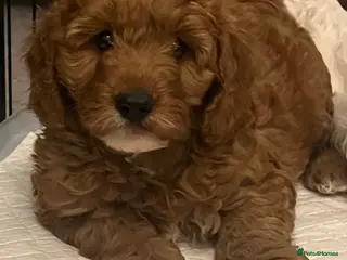 Cavapoo dogs 🐶🐾Stunning health clear cavapoo puppies🐾🐶 - Advert 3