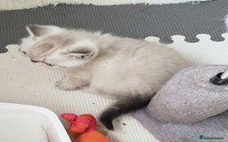 Exotic cats for sale: Fabulous  Colour Point Babies  - Image 3