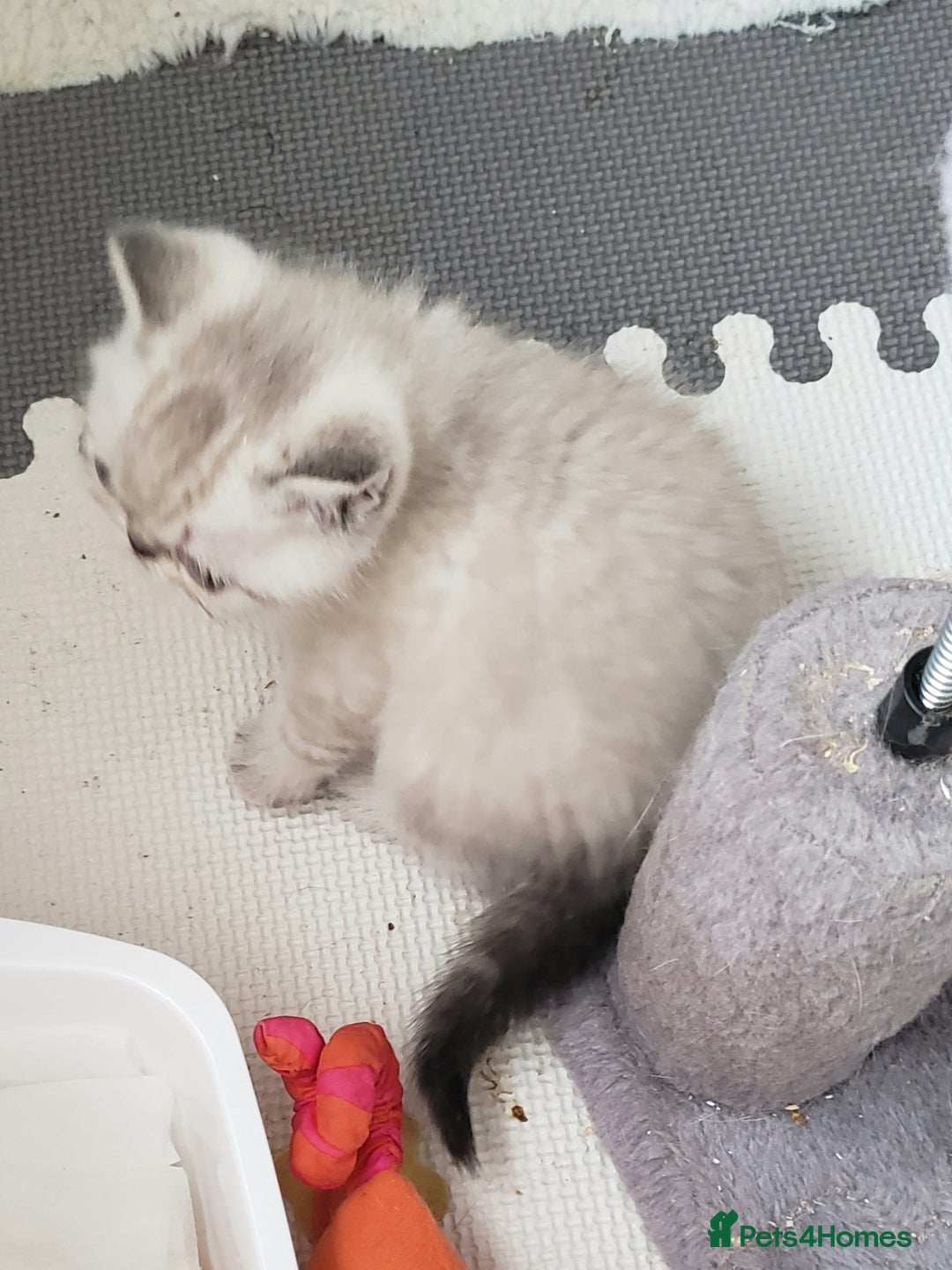 Exotic cats for sale: Fabulous  Colour Point Babies  - Image 3