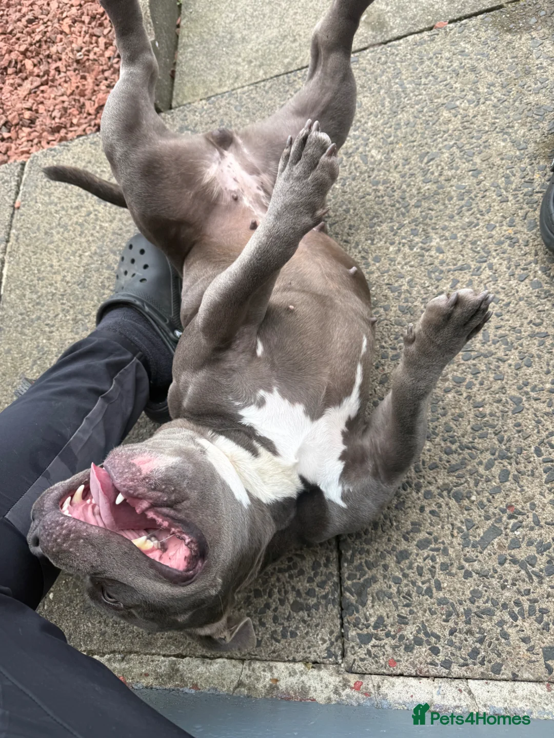 American Bulldog dogs for sale: Pocket bully in Sunderland - Advert 3