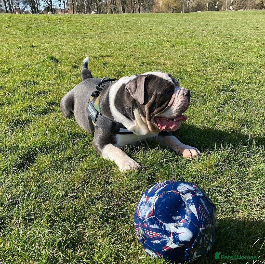 Olde English Bulldogge dogs for sale: Handsome OEB male - Image 3